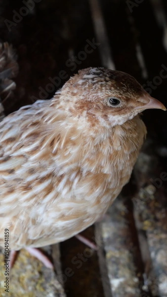 Fototapeta Quails are small, ground-dwelling birds known for rapid movement, distinct calls, and speckled feathers.