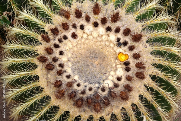 Obraz Barrel cactus top view with blossom buds