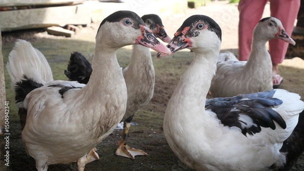 Fototapeta Muscovy duck is a large, quiet waterfowl known for its unique appearance and behavior.
