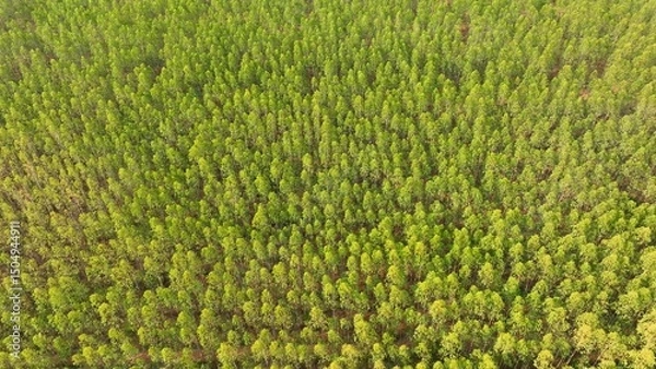 Obraz The eucalyptus forest sprawls beneath, a verdant sea of fast-growing giants, their vibrant green canopy dominating the landscape, a testament to nature's resilience and bounty.
