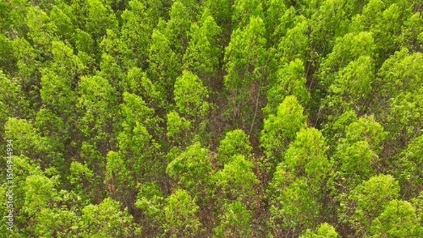 Obraz Above the canopy, eucalyptus plantations sprawl, a tapestry of towering green sentinels standing tall in orderly arrays, emblematic of swift yield in commercial forestry.
