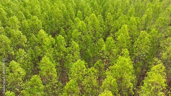 Obraz A vibrant expanse of eucalyptus woodland stretches endlessly below, a tapestry of lush green hues. Towering trees stand proud, their foliage creating a mesmerizing mosaic of nature's splendor.
