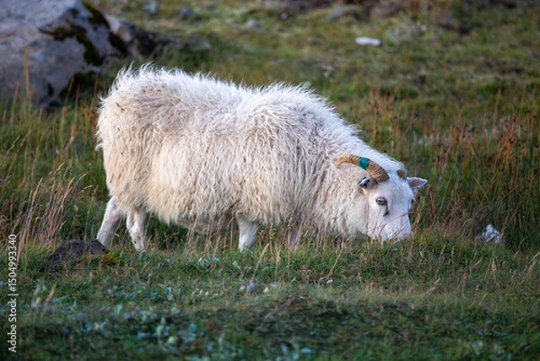 Fototapeta Icelandic sheep feeding on grass in the highlands mountains in the morning iceland