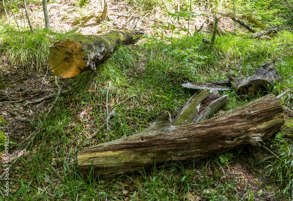 Obraz park area, trees in new greenery, spring colors, flowering plants, outdoor walks in a nature park with an overview of the area
