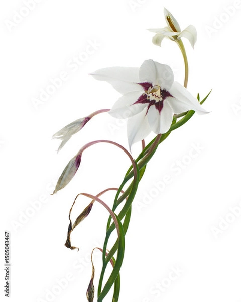 Fototapeta Gladiolus flowers, White gladiolus blooming on branch isolated on white background, with clipping path 