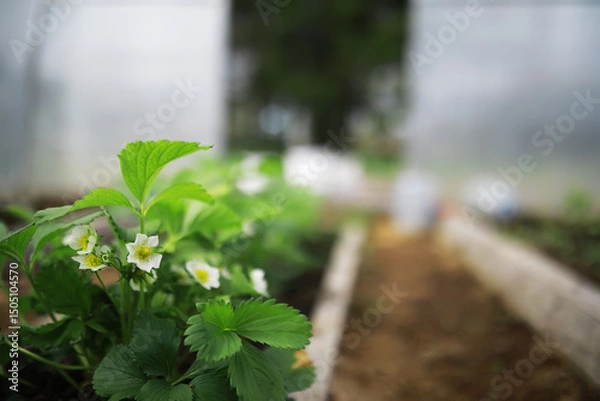 Obraz Close-Up of Strawberry Plants with White Blossoms in a Greenhouse Garden Setting