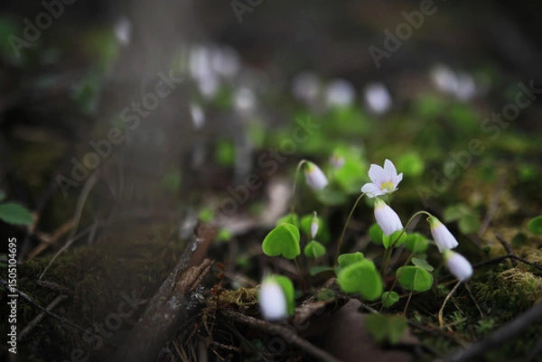 Obraz Close-Up of Woodland Flowers in Natural Forest Setting with Moss and Twigs