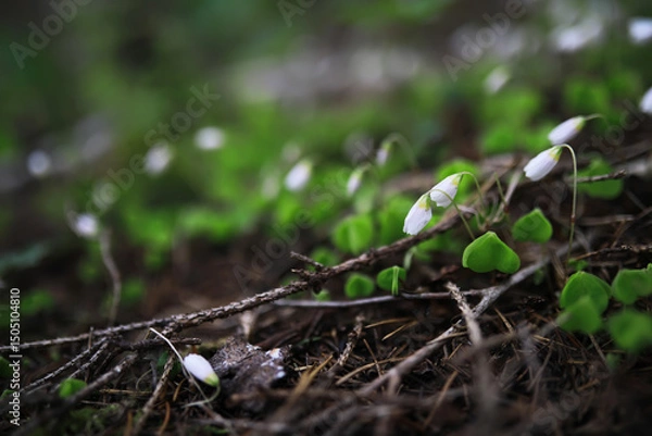 Obraz Close-Up of White Wildflowers and Green Leaves in a Forest Undergrowth