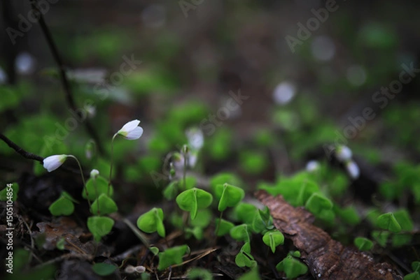 Obraz Macro Shot of White Flowers and Green Leaves in a Forest Setting