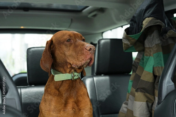 Obraz Red dog in the cabin of the car in the passenger seat.