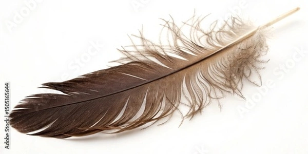 Fototapeta Soft single white bird feather isolated