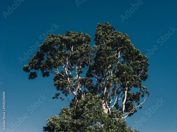 Obraz tree and sky