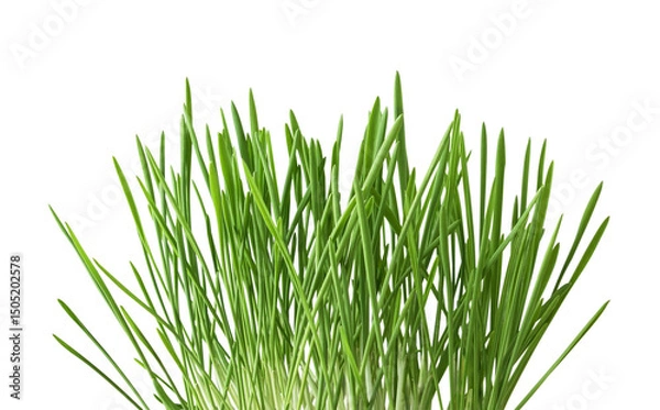 Fototapeta Closeup of fresh green grass isolated on white or transparent background