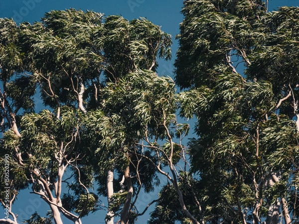 Obraz blue sky and tree