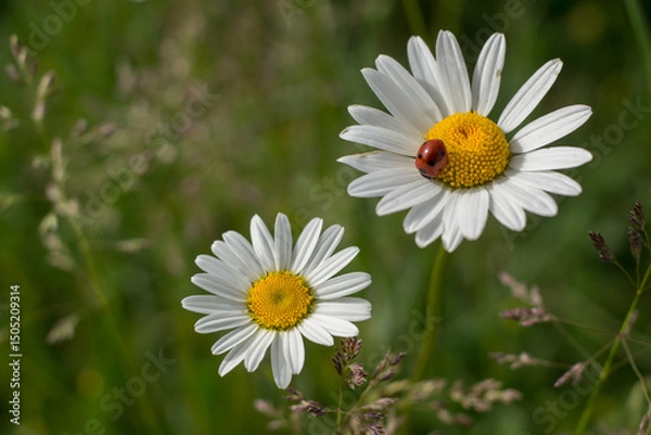 Fototapeta ladybug on chamomile