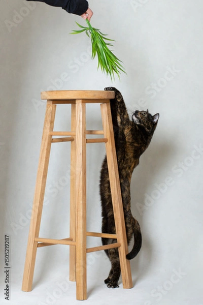 Obraz Domestic tortoiseshell cat stretched out reaching up the chair
