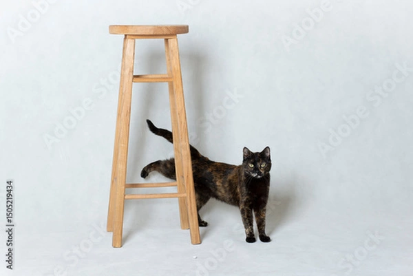 Obraz Moody domestic tortoiseshell cat