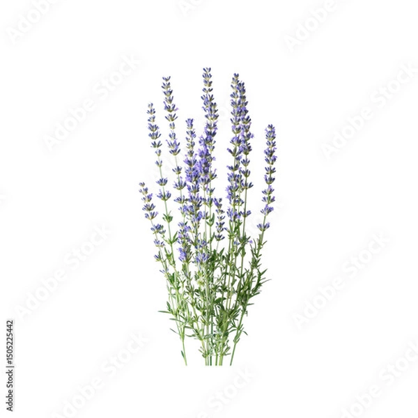 Obraz Vibrant Lavender Sprig Isolated on Transparent Background