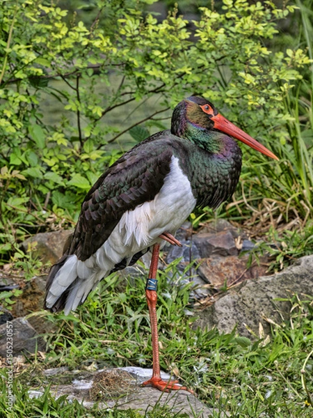 Obraz Ciconia nigra, Black Stork standing on one leg in forest canopy