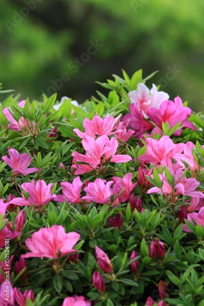 Obraz azalea