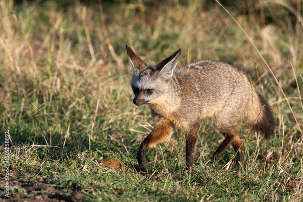 Obraz fennech
