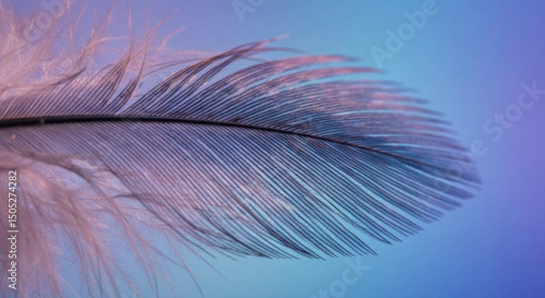 Fototapeta A close up shot showcases a feather against a captivating gradient background