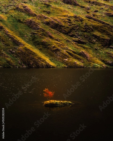 Fototapeta A vibrant autumn tree stands on a tiny, mossy island in Lough Callee. Moss covers a hill sloping into the dark waters of the lake in Ireland.