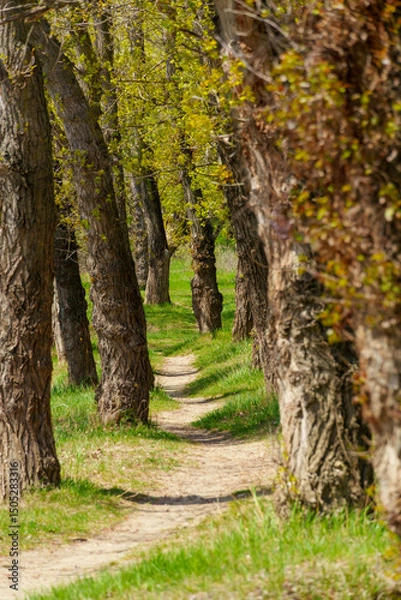 Obraz The forest and paths create a stunning natural scene, with beautiful spring landscapes featuring green grass and trees