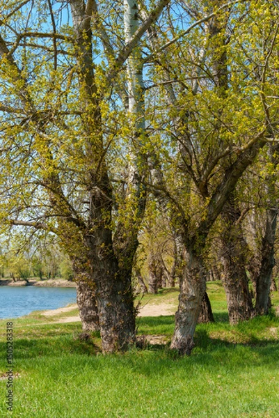 Obraz A beautiful spring landscape with a forest and river view. Green grass and trees create a beautiful natural setting