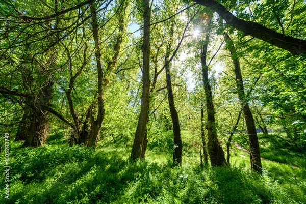 Obraz The picturesque spring scenery in the verdant woodland, with the sun shining through the leaves of the trees onto the grass.