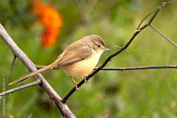 Obraz Image captures the Plain Prinia (Prinia inornata) in its natural habitat in Bharatpur, Rajasthan, India.