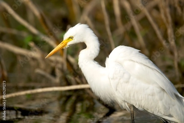 Obraz A Cattle Egret (Bubulcus ibis), a small white heron widely seen in warm climates, India