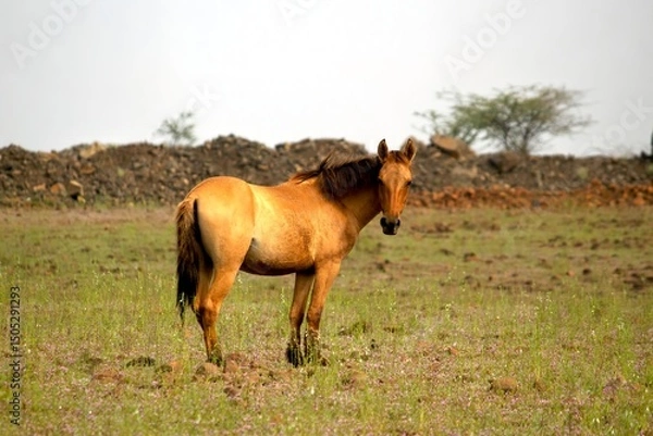 Obraz An equine in an open pasture, exhibiting the unique muscular form characteristic of Equus ferus caballus