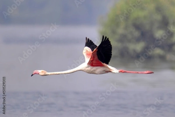 Obraz A lone Greater Flamingo (Phoenicopterus roseus) in flight, India