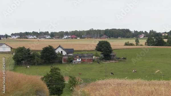 Obraz A field in Kashubia.