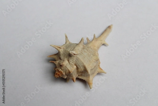Obraz Spiny Dye Murex (bolinus Brandaris) on a white background 

