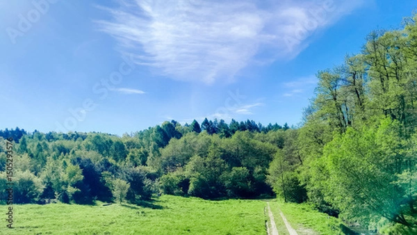 Obraz Idyllic view if meadow in center of forest.