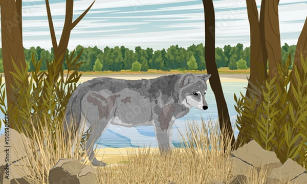 Obraz A gray European wolf stands on the shore of the river. Realistic vector landscape