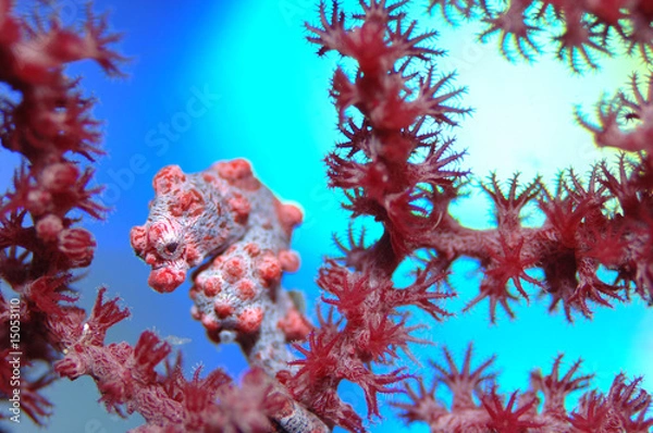 Obraz Pygmäen Seepferdchen