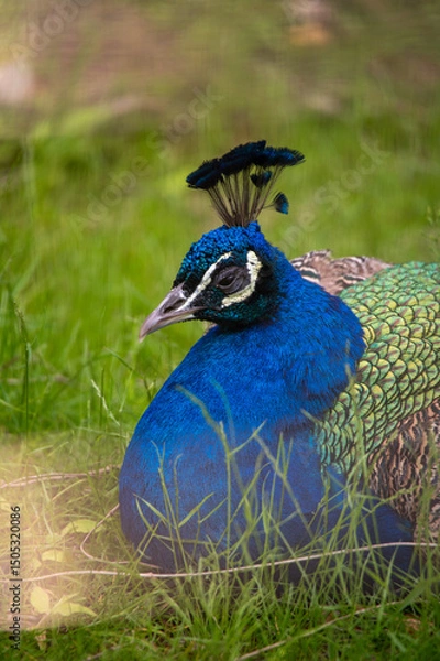 Fototapeta クジャク