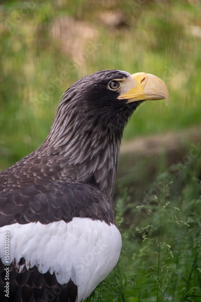 Fototapeta オオワシ