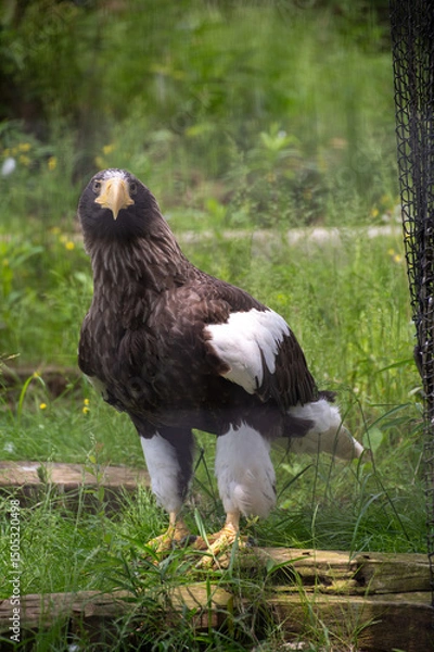 Fototapeta オオワシ