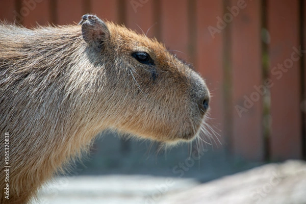 Fototapeta カピバラ