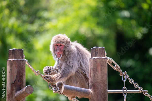 Fototapeta ニホンザル