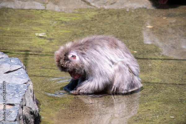 Fototapeta ニホンザル