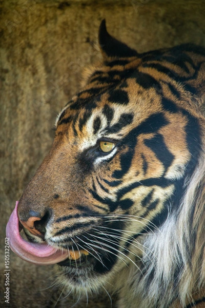 Fototapeta スマトラトラ