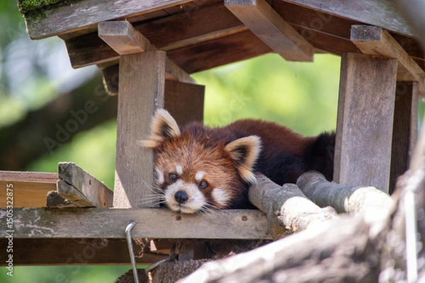 Fototapeta レッサーパンダ