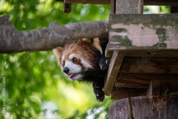 Fototapeta レッサーパンダ