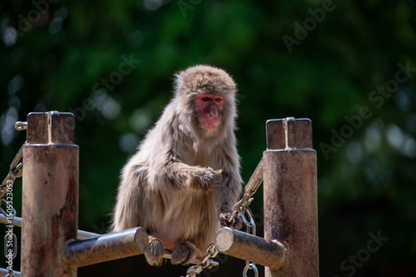 Fototapeta ニホンザル