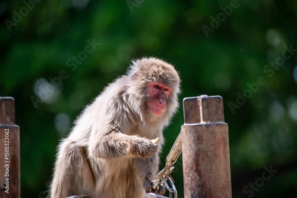 Fototapeta ニホンザル
